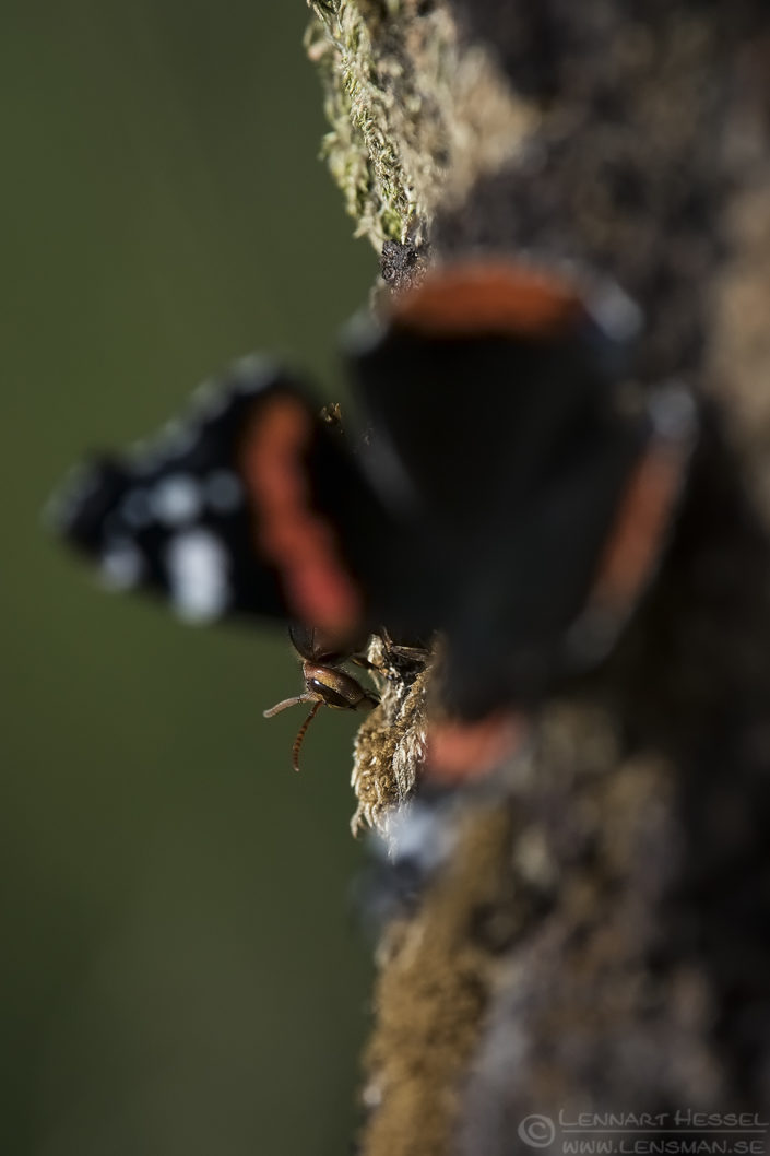 European Hornet and Red Admiral