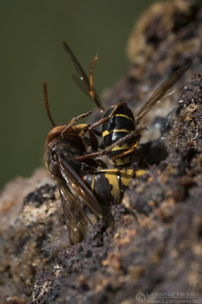 European Hornet attacking Common Wasp