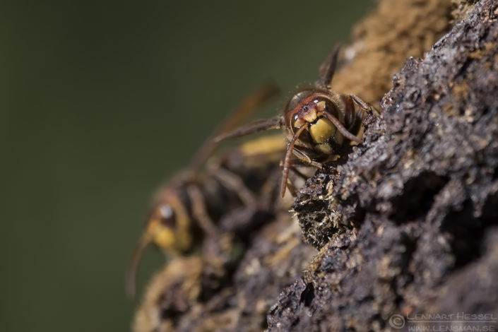 European Hornet