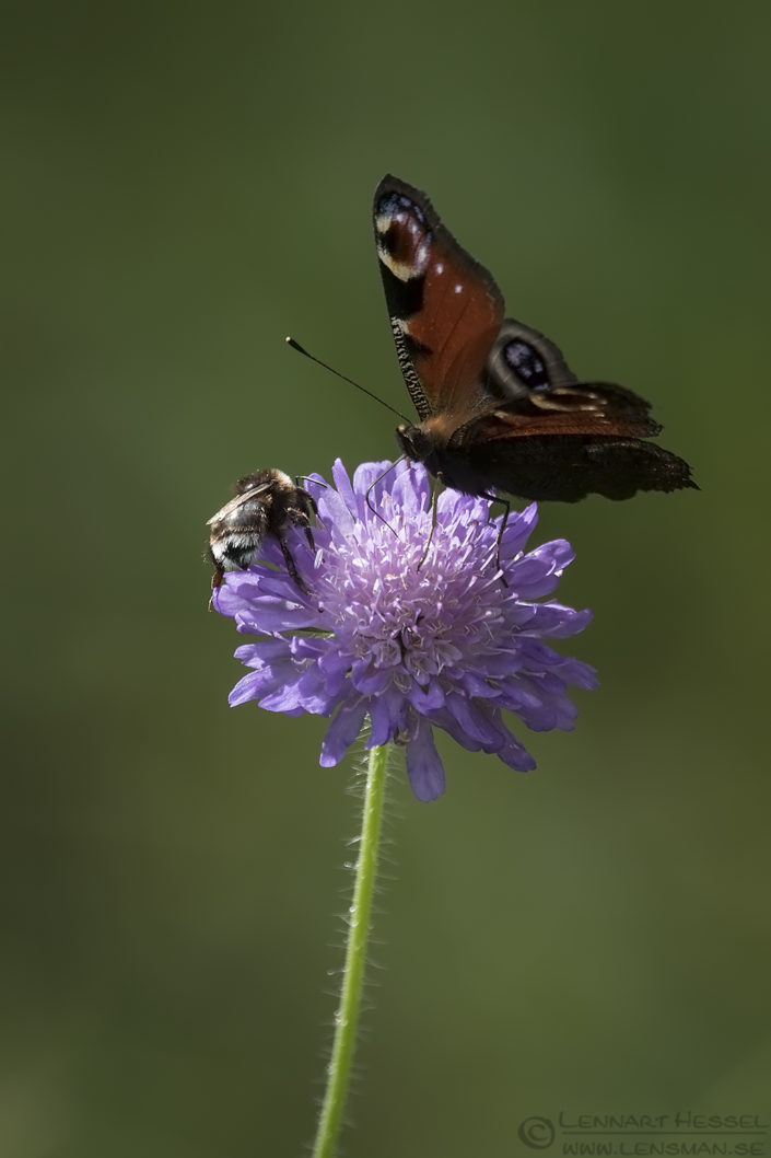 European Peacock Butterfly and Garden Bumblebee European Hornet