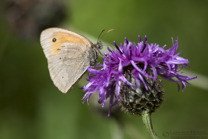 Meadow Brown Butterfly European Hornet