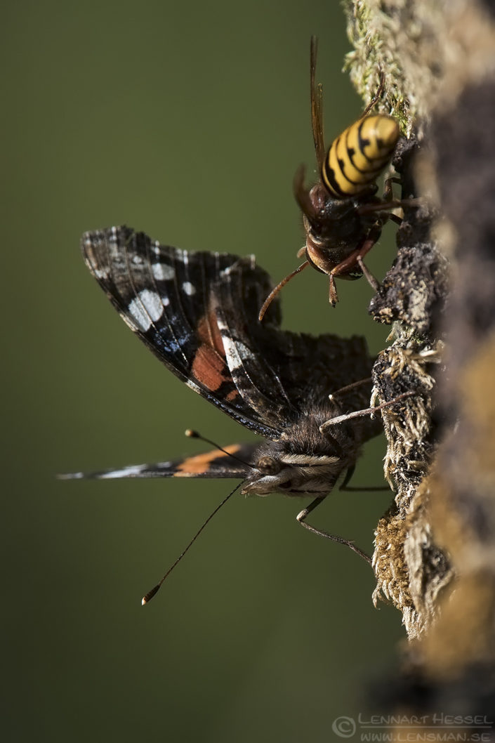 Red Admiral Butterfly and European Hornet