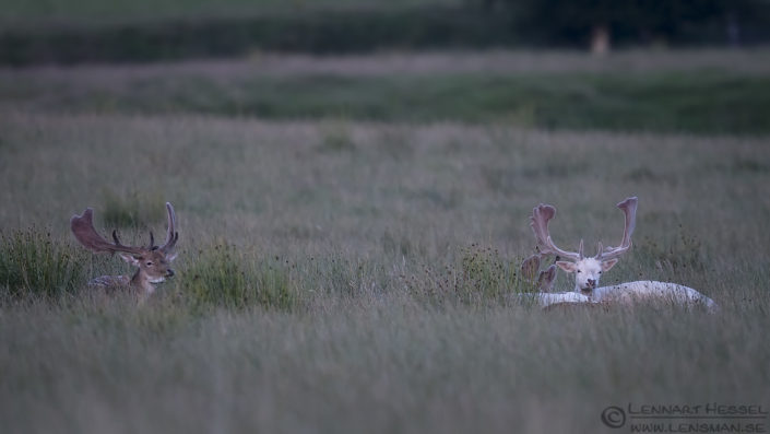 Fallow deers Fallow deers deer photography