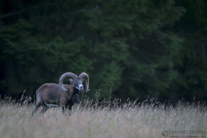 Mouflon Mouflon deer photography