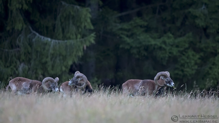 Mouflons Mouflons deer photography