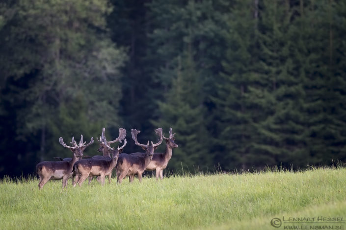 Fallow Deer stags Fallow deer stags deer photography