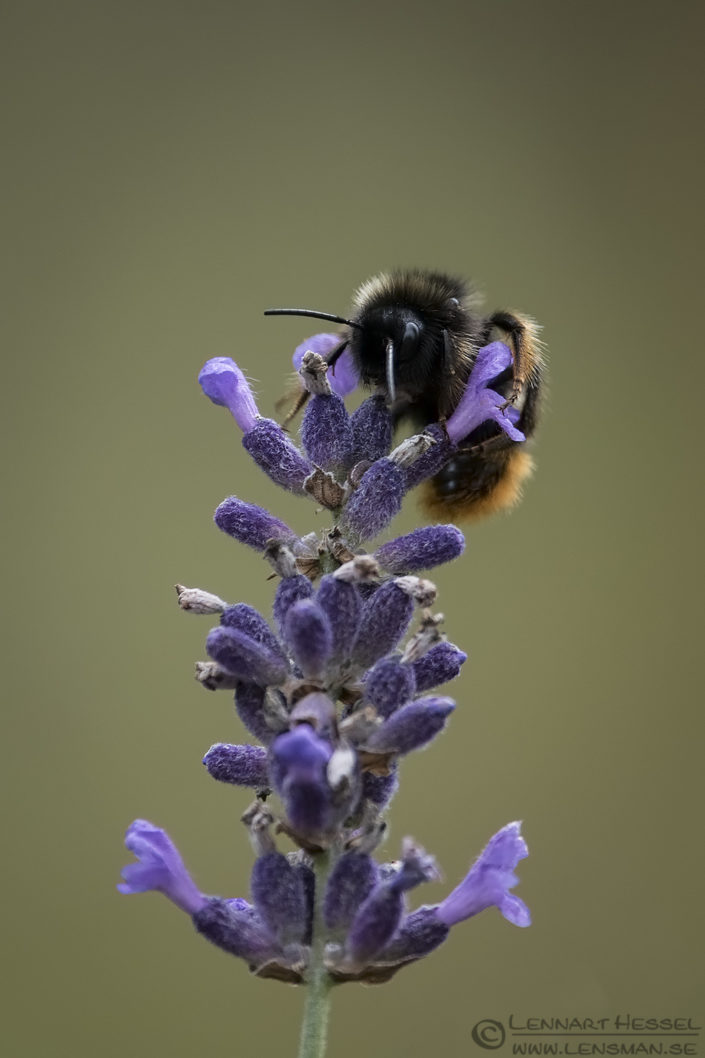 Tree Bumblebee Tree bumblebee deer photography