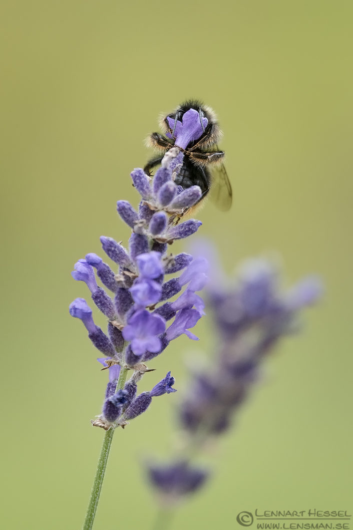 Tree Bumblebee drinking Drinking Tree bumblebee deer photography