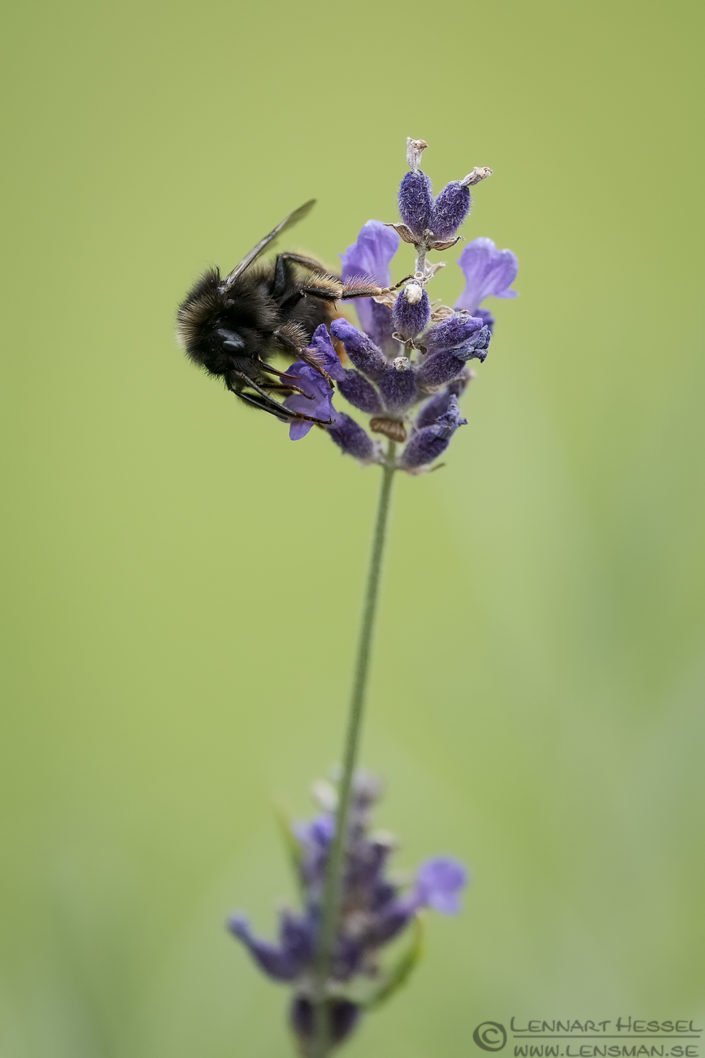Tree Bumblebee tongue Tree bumblebee deer photography