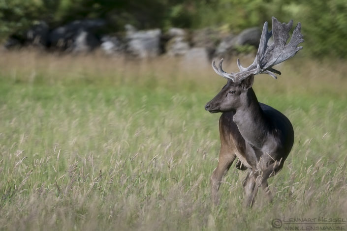 Fallow Deer Fallow Deer Gemenc