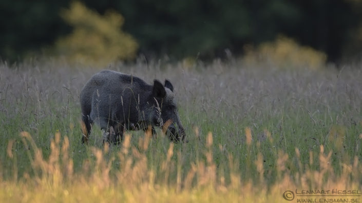 Wild Boar sow Wild Boar Gemenc