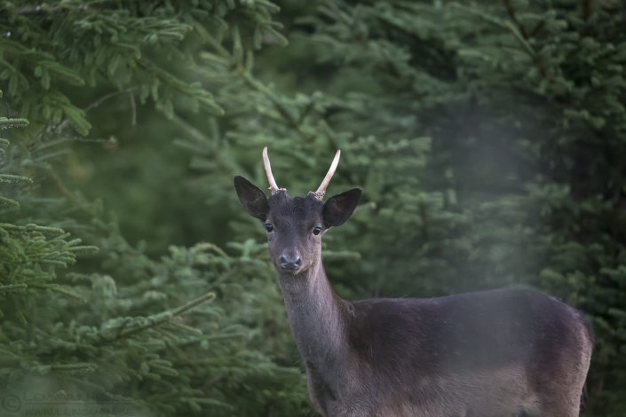 Fallowe Deer Red Deer