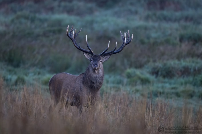 Red Deer stag