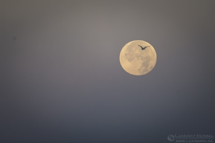 The moon Red Deer
