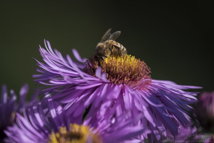Western Honey Bee Red Deer