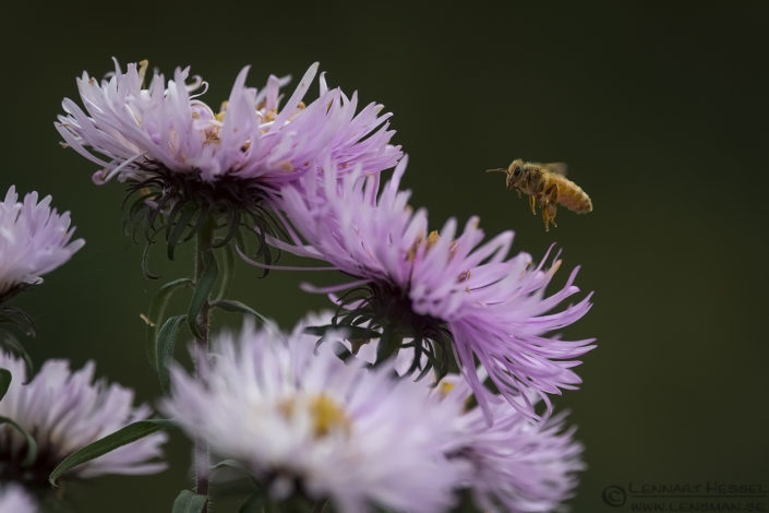 Western Honey Bee Red Deer