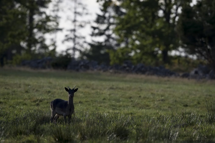 160924-fallow-deer-young Fallow deer young end
