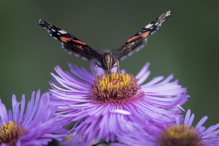160925-red-admiral-front Red Admiral butterfly end
