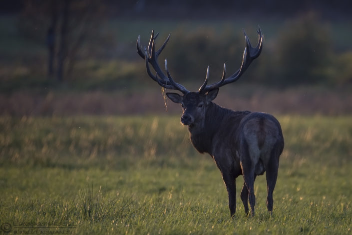 160925-red-deer-look-back Red Deer looking back end