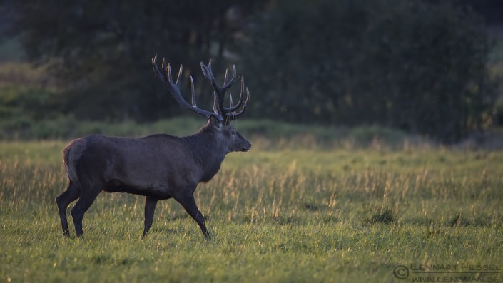 160925-red-deer-walking Red Deer walking end