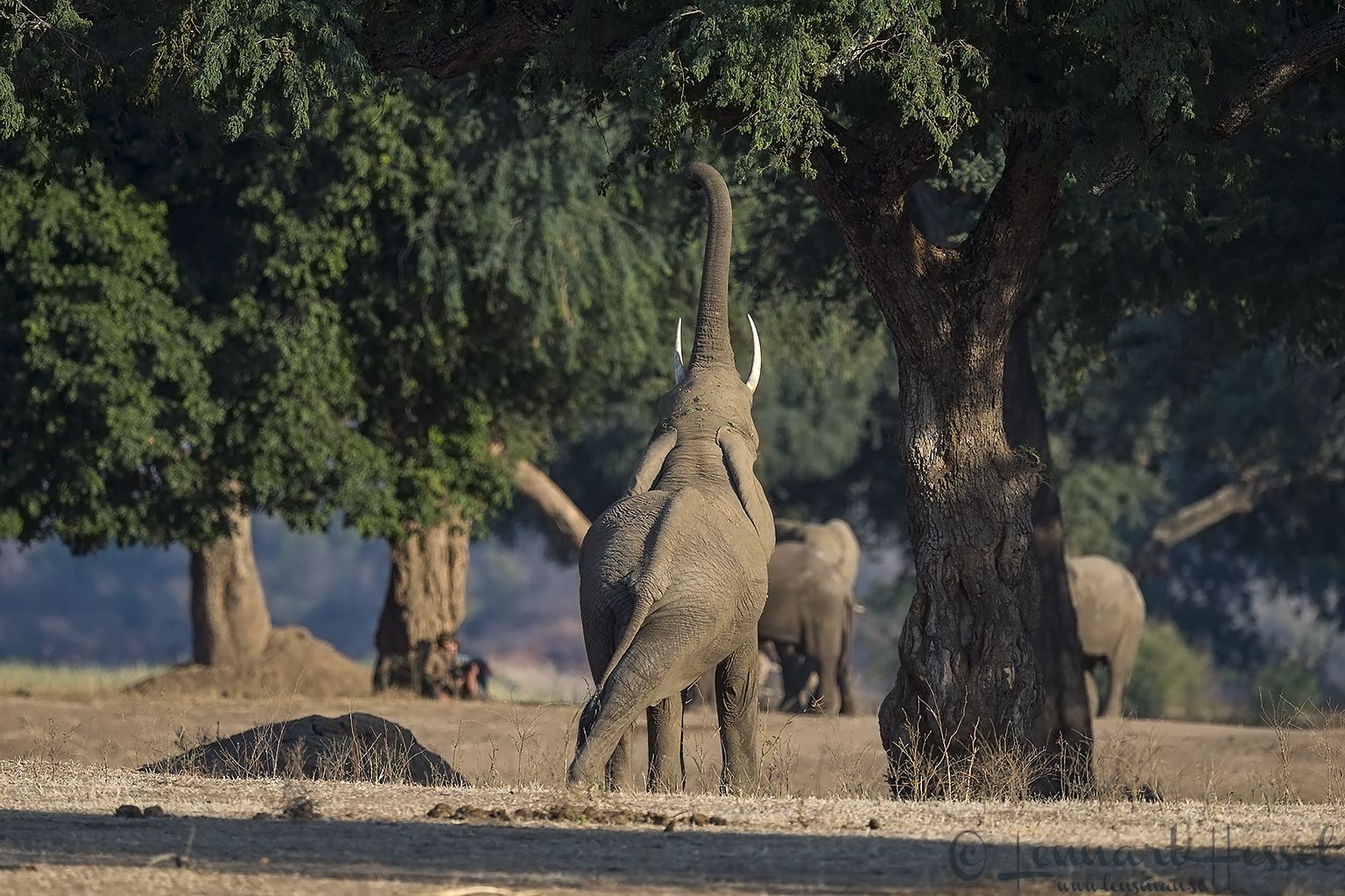 Elephants and humans mobile safari