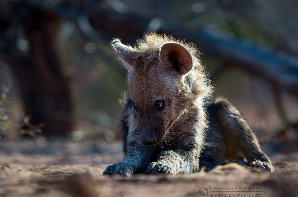 Spotted hyena pup game walking Botswana