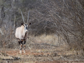 Gemsbok South Africa Blouberg road trip