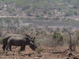 White rhino with calf South Africa Kruger road trip