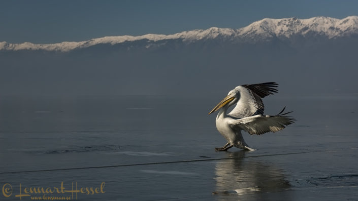 Dalmatian Pelican slide Dalmatian Pelican workshop