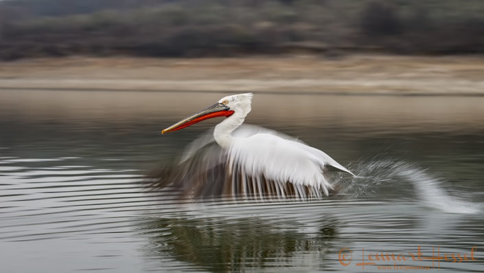 Dalmatian Pelican funny wings Dalmatian Pelican workshop