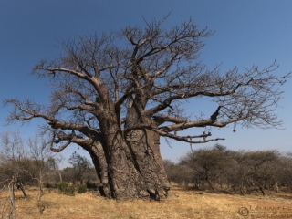 Big tree Baobab Blouberg South Africa