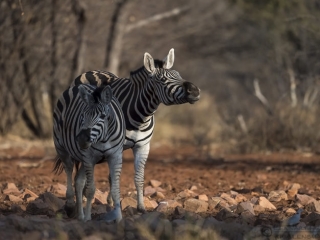 Zebras Blouberg South Africa