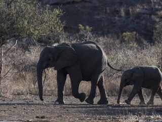 Elephants Mapungubwe South Africa