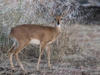 Steenbok Mapungubwe South Africa