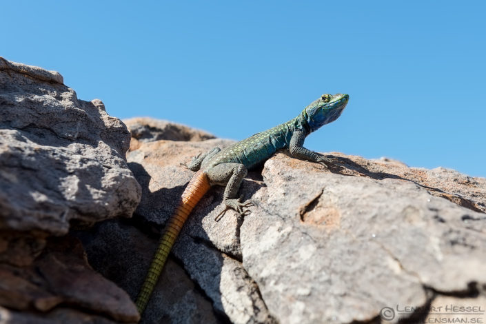 Common flat lizard Common flat lizard Tuli Block Tuli Wilderness