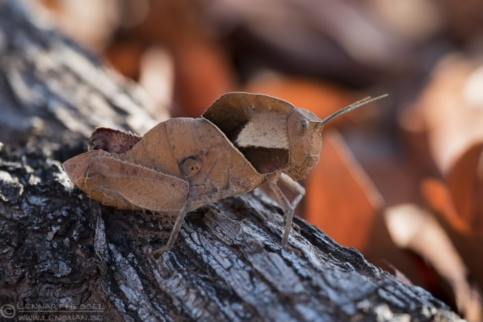 Grasshopper mopane Mopane Grasshopper Tuli Block Tuli Wilderness
