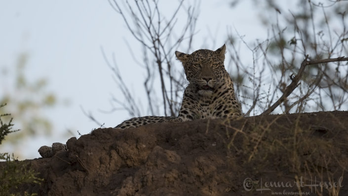 Leopardess looking Leopardess looking Tuli Block Mashatu Game Reserve