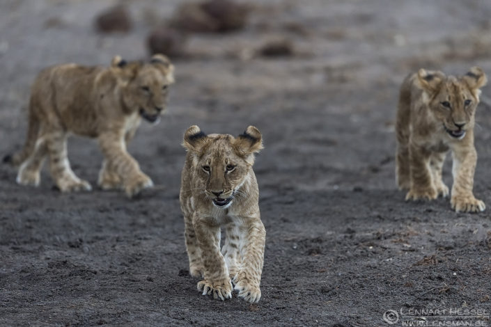 Lion cubs Lion cubs Tuli Block Mashatu Game Reserve