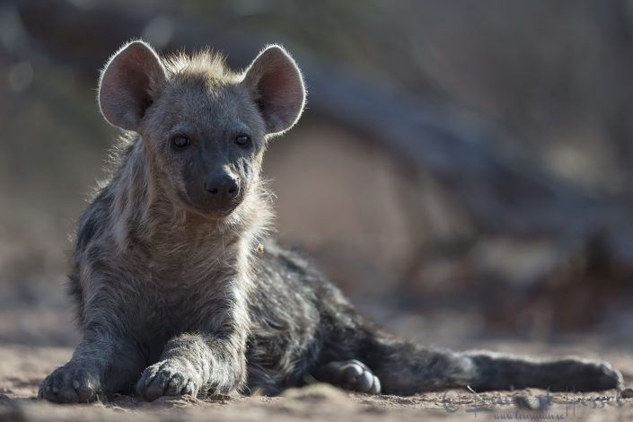 Spotted Hyena pup look Spotted Hyena pup Tuli Block Tuli Wilderness