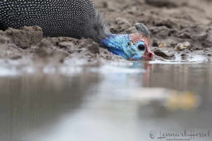 Helmeted Guineafowl drinking Drinking Helmeted Guineafowl Tuli Block Mashatu Game Reserve