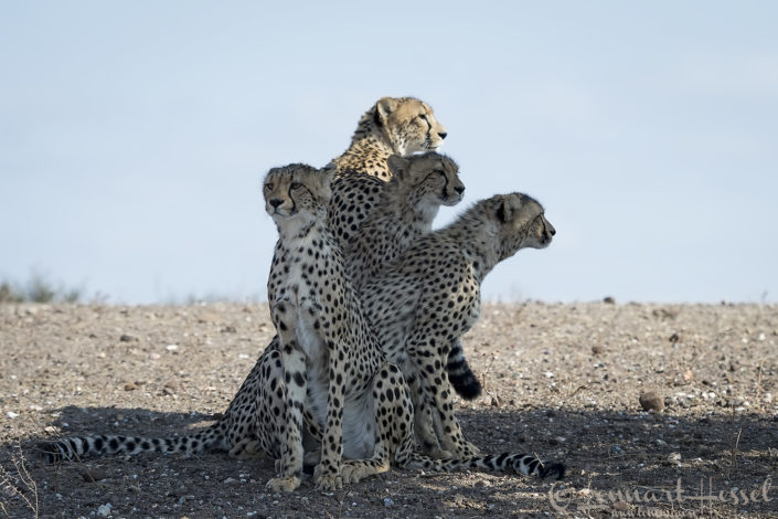 Cheetah family Cheetah family Tuli Block Mashatu Game Reserve
