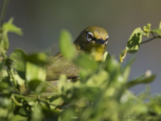 Cape White-eye Magoebaskloof South Africa