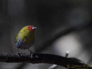 Green-backed Twinspot Magoebaskloof South Africa