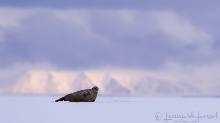 Ringed seal Polar bears Svalbard Arctic Ringed seal