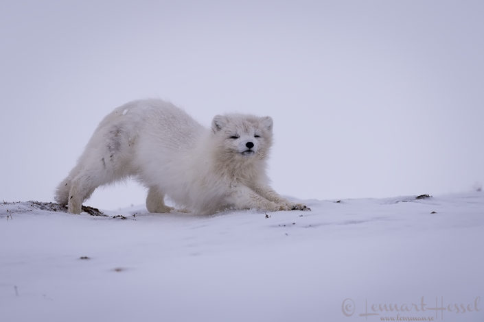 Arctic fox stretching Polar bears Svalbard Arctic Fox
