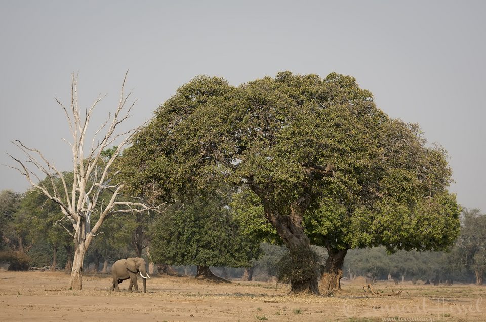 The Elephant Fred Astaire Mana Pools National Park
