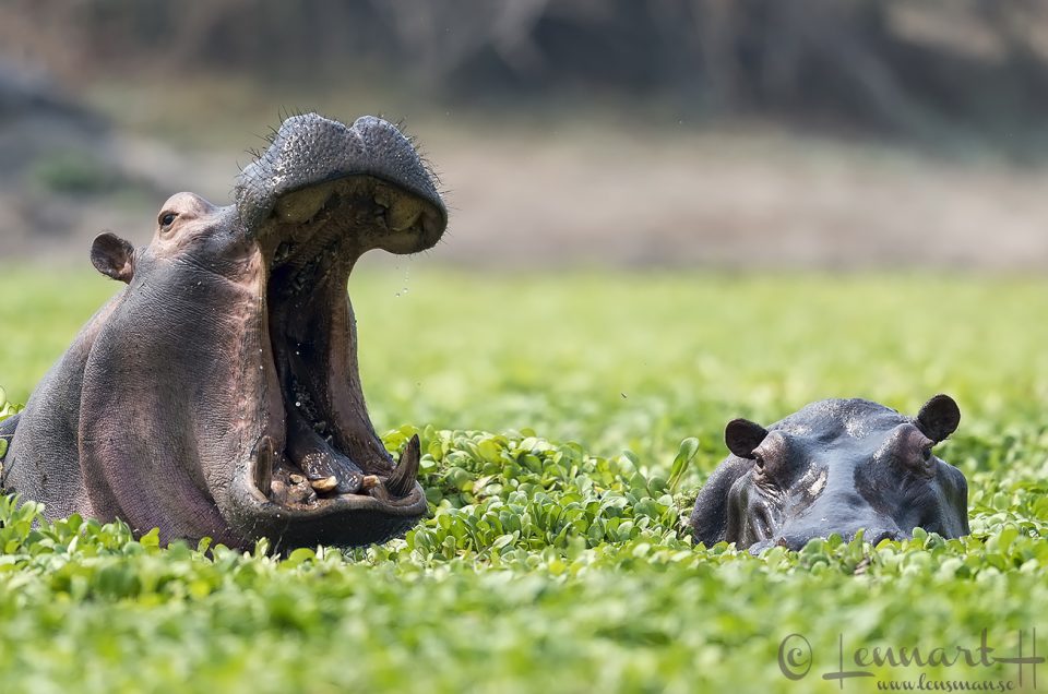 Hippo yawn Magical Mana Pools National Park