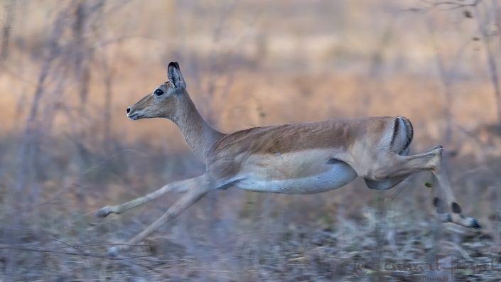 Impala fleeing Fleeing Impala hunt Mana Pools National Park