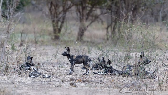 Painted Dog pups and adult Painted Dog pups and aduls hunt Mana Pools National Park