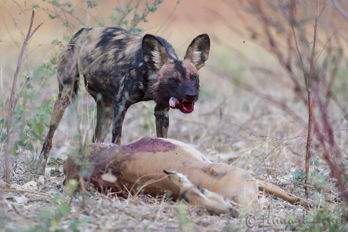 Painted Dog at eating Painted Dog chewing hunt Mana Pools National Park